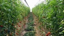 El proyecto Virtigation sobre enfermedades del tomate muestra sus resultados