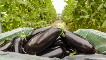 Hortyfruta activa la Extensi&oacute;n de Norma de Calidad para la berenjena larga negra