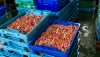 La exportaci&oacute;n de productos de la pesca andaluces supera los 132 millones entre enero y abril