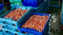 La exportaci&oacute;n de productos de la pesca andaluces supera los 132 millones entre enero y abril