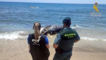 Encuentran una tortuga boba, un delf&iacute;n y un zifio varados en playas de Almer&iacute;a