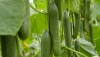 Desde este mi&eacute;rcoles no se podr&aacute;n comercializar las segundas categor&iacute;as de pepino largo tipo holand&eacute;s