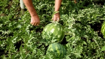 COAG Almer&iacute;a pide m&aacute;s control sobre la sand&iacute;a y el mel&oacute;n de terceros pa&iacute;ses que llegan a Almer&iacute;a