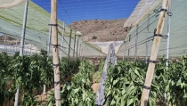 COAG Almer&iacute;a reclama que las medidas por los temporales den prioridad a los afectados
