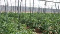 ASAJA y ECOHAL piden ayudas para promover el uso de rafia biodegradable en invernaderos