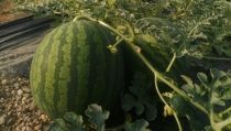 La campa&ntilde;a de mel&oacute;n y sand&iacute;a deja 75 millones en p&eacute;rdidas, seg&uacute;n ASAJA Almer&iacute;a