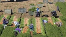 Andaluc&iacute;a solicita una reducci&oacute;n de un 35% en los m&oacute;dulos de IRPF para todas las producciones agr&iacute;colas