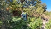 Encuentran una plantaci&oacute;n de marihuana oculta entre olivos y matorrales
