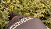 Desmantelada una red de plantaciones de marihuana en Almer&iacute;a y El Ejido
