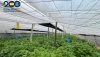 Desmantelan un invernadero con 5.000 plantas de marihuana en El Ejido