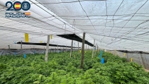 Desmantelan un invernadero con 5.000 plantas de marihuana en El Ejido