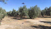 Olitech mejora la nutrici&oacute;n y controla el estr&eacute;s del olivar mediante electroest&aacute;ticos