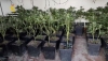 Encuentran m&aacute;s de 2.500 plantas de marihuana en ocho viviendas de Pechina