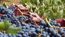 La vendimia se adelanta en la provincia y la producci&oacute;n se reduce debido a la sequ&iacute;a