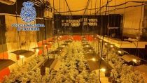Desmantelada una plantaci&oacute;n de marihuana oculta en los bajos de un restaurante