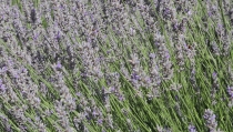 La asociaci&oacute;n AlVelAl lanza el II Fondo Esencias para apoyar la plantaci&oacute;n de arom&aacute;ticas