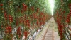El Ministerio de Agricultura licita obras de modernizaci&oacute;n de regad&iacute;os por 5,8 millones en N&iacute;jar