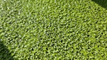 Investigan el uso de plantas acu&aacute;ticas y microalgas para capturar CO2