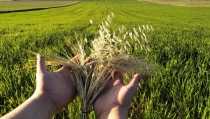 Agricultores y ganaderos almerienses piden que se publiquen ya los reglamentos de las ayudas de la PAC