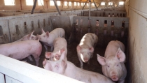 ASAJA Almer&iacute;a prev&eacute; una ca&iacute;da del 14% en la producci&oacute;n de ganado porcino en intensivo